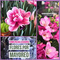 Proveedores de flores por mayoreo en México