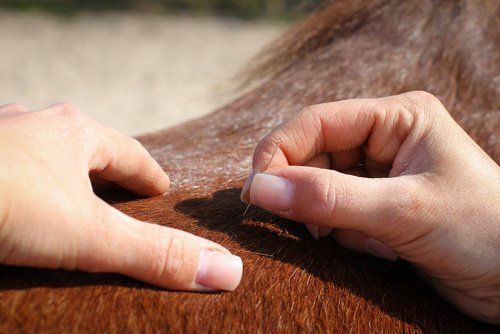 Pferd Akupunktur