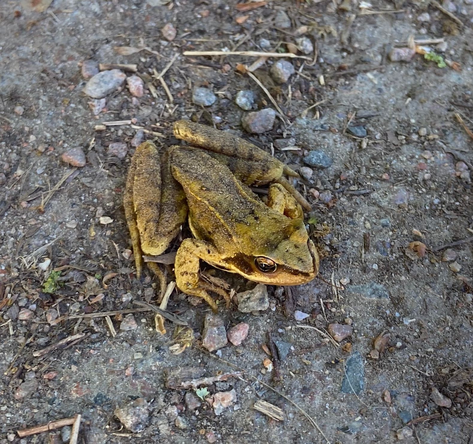 Kröte 