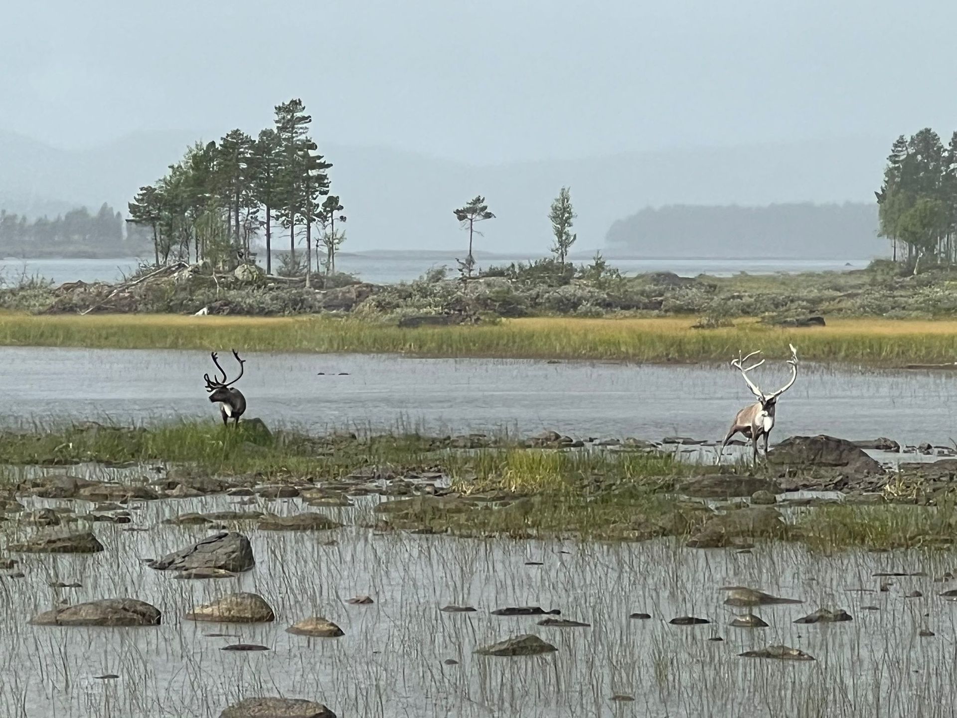 Lappland, Rentiere an der Villa Aurora Moskosel