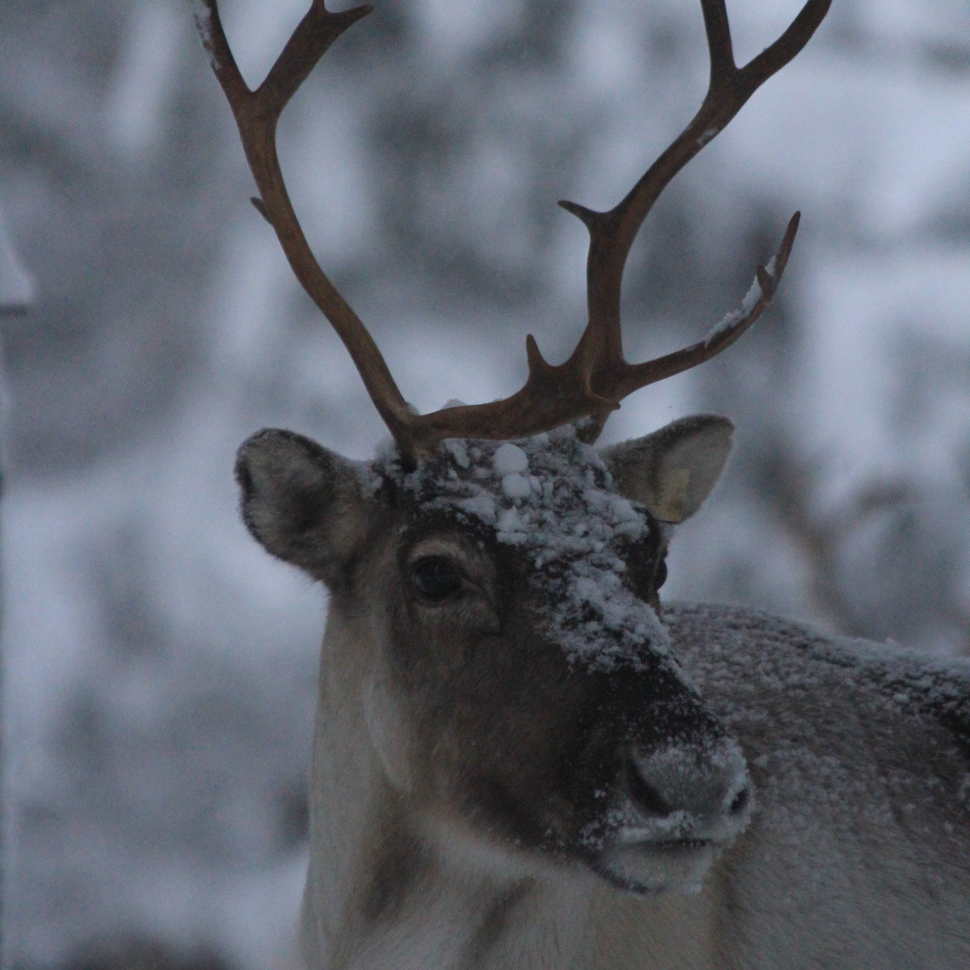 Lappland, Villa Aurora Moskosel