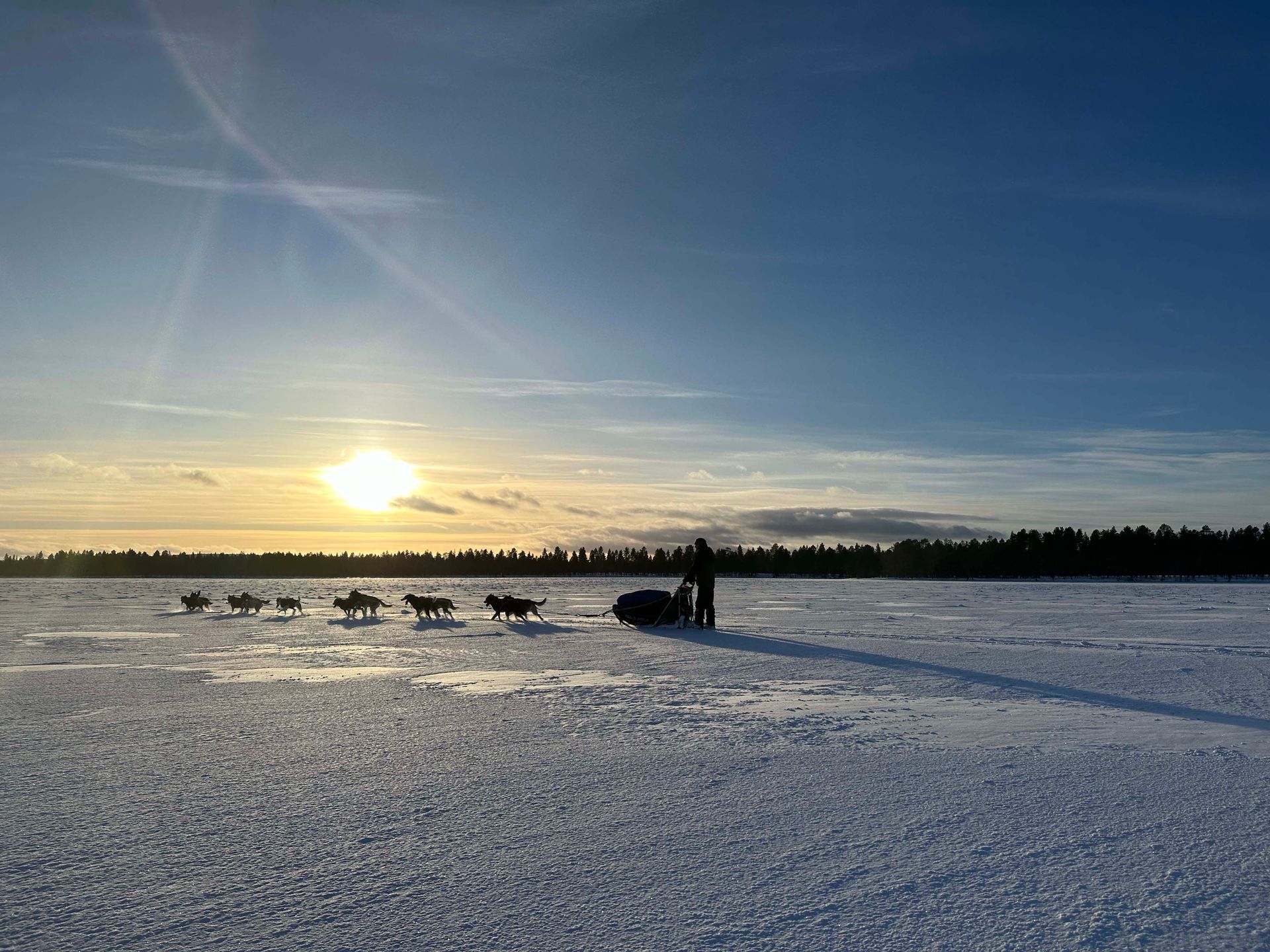Schlittenhunde bei der Villa Aurora Moskosel