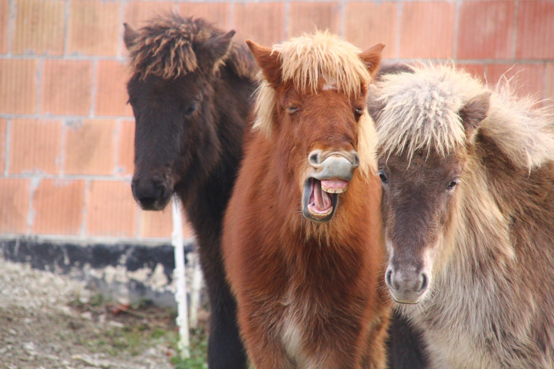 Islandpferdegestüt Friedrichstein Islandpferde am hohen Dörnberg erleben.