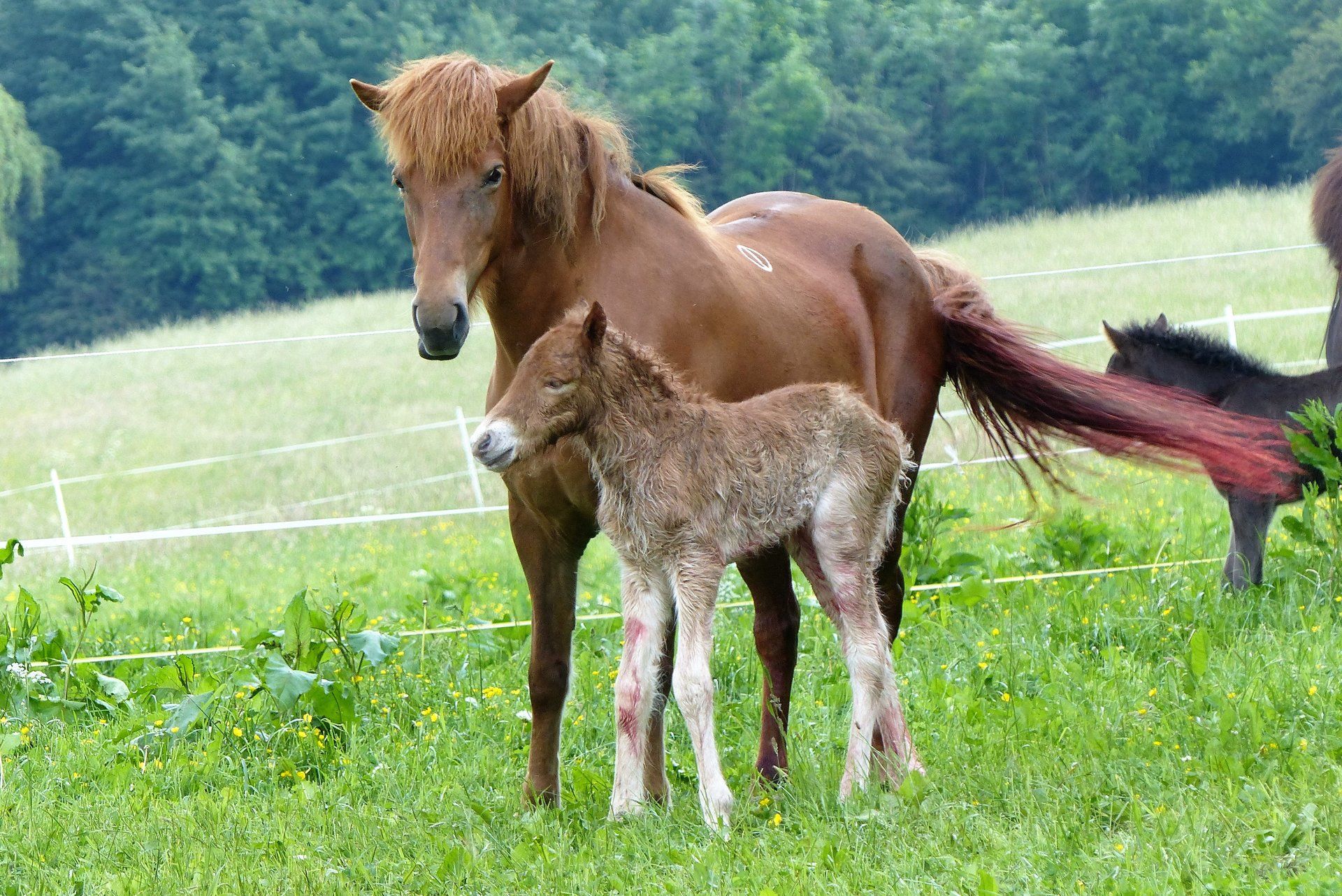 Islandpferdegestüt Friedrichstein Islandpferde am hohen Dörnberg erleben.