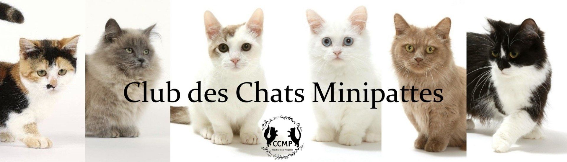 Club Des Chats Minipattes
