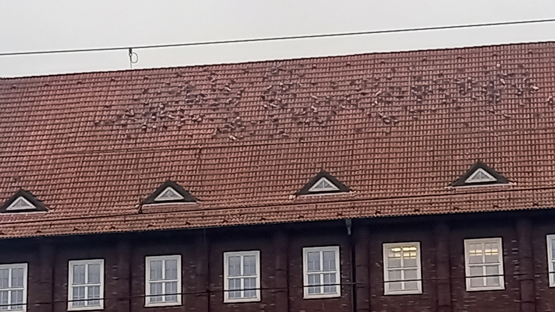 Duisburg Hamborn Amtsgericht Duisburgerstraße Tauben auf dem Dach