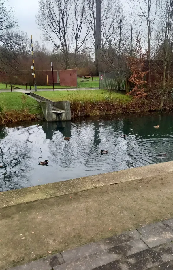 Enten im Kanal im Landschaftspark