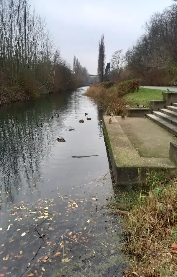 Mehrere Enten im Kanal im Landschaftspark