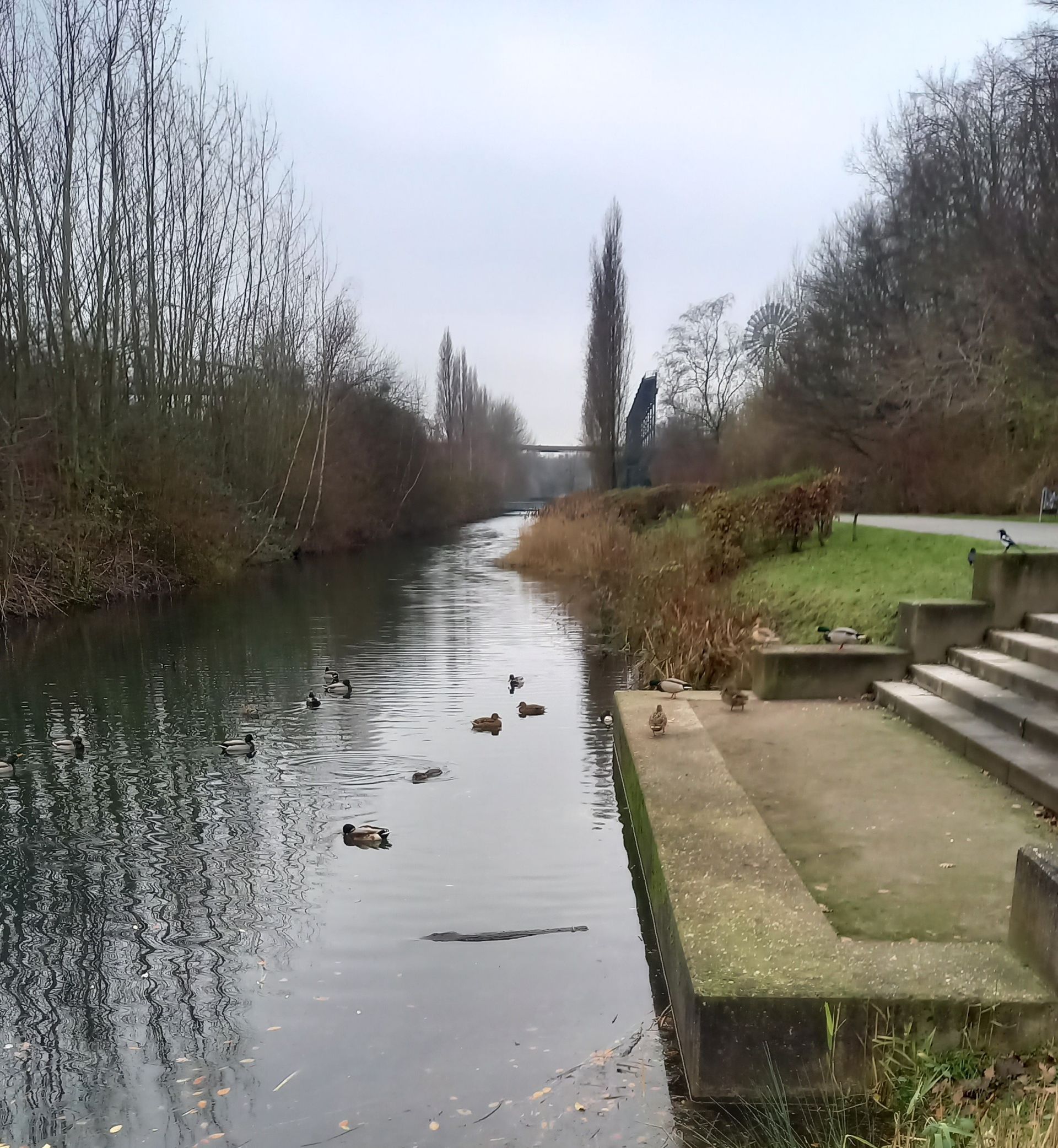 Duisburg Hamborn Landschaftspark Alte Emscher Enten Tauchen