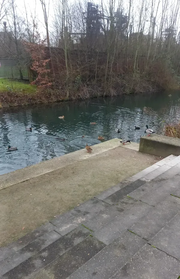  Enten im Kanal im Landschaftspark
