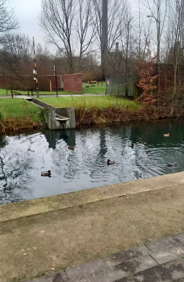 Enten im Kanal im Landschaftspark
