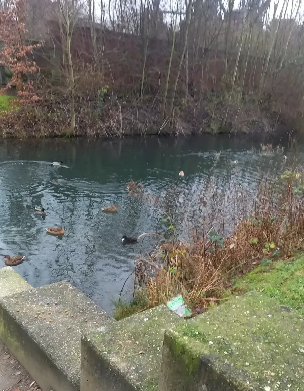 Enten im ruhigen Wasser im Landschaftspark