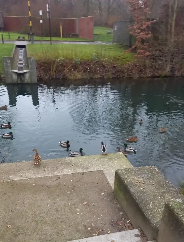 Enten am Ufer im Landschaftspark