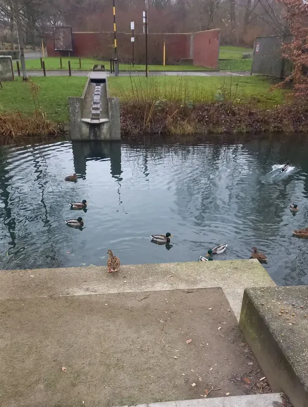 Enten vor einem Steg im Landschaftspark