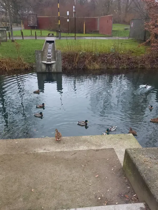 Enten am Ufer im Landschaftspark
