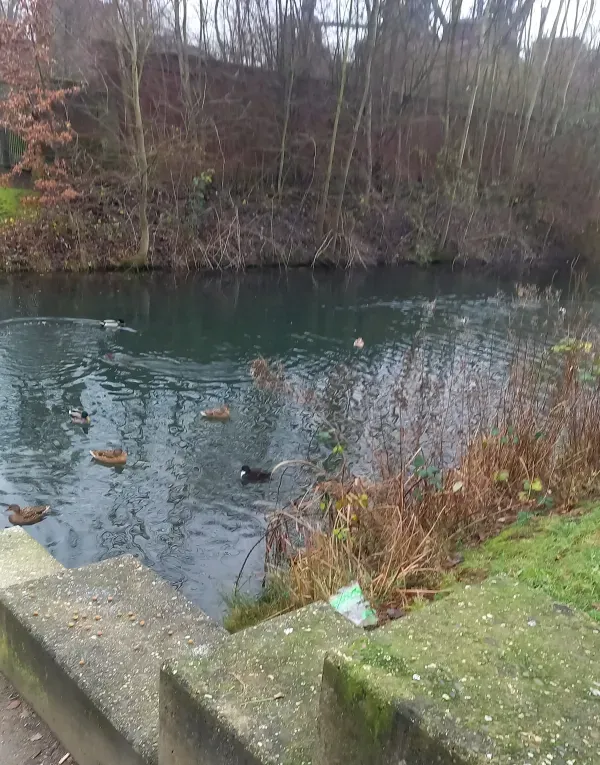  Ufer mit Pflanzen im Landschaftspark
