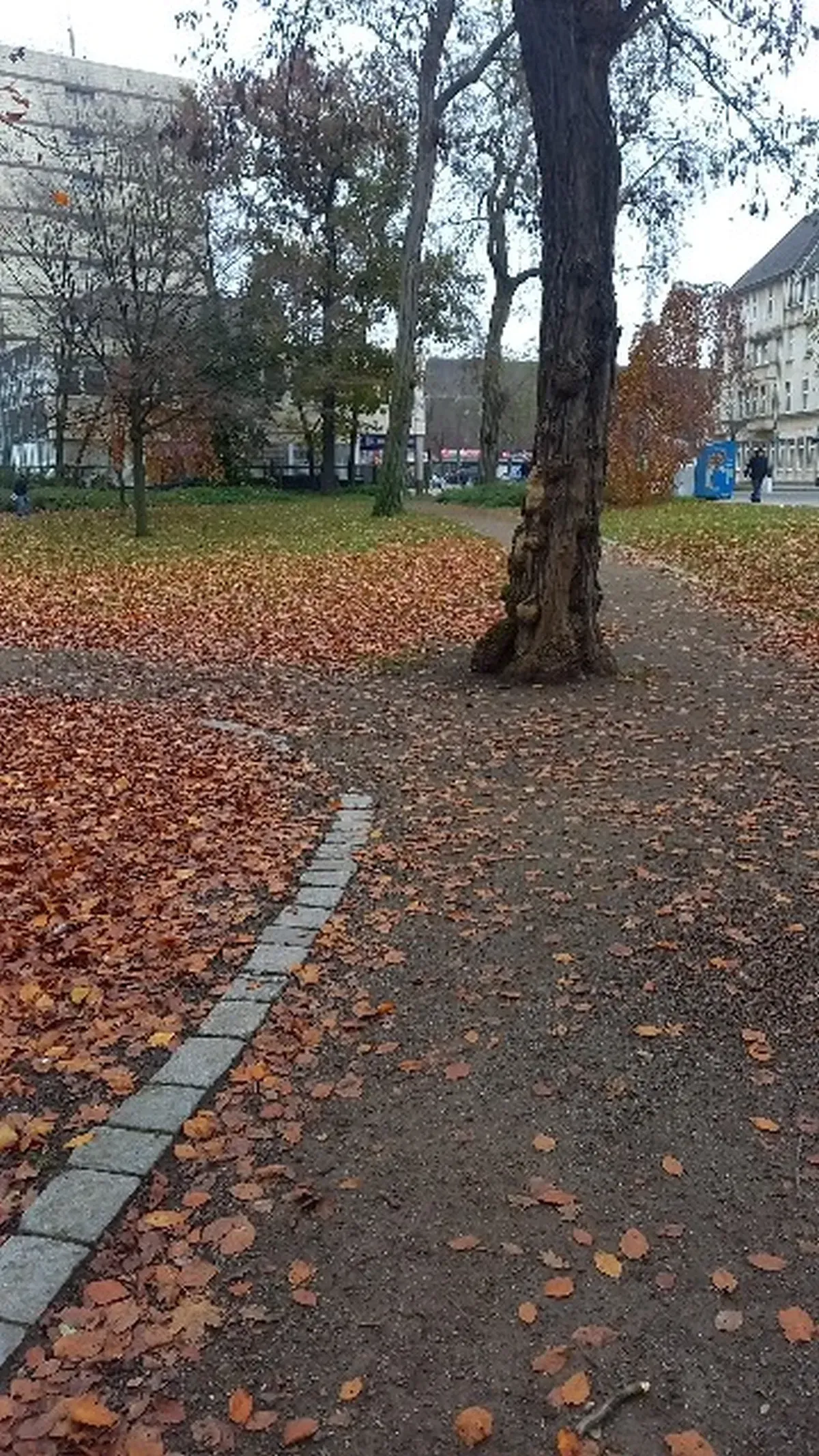 Parkweg mit Bäumen Hamborn.