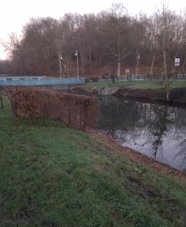 Hecke am Kanal im Landschaftspark