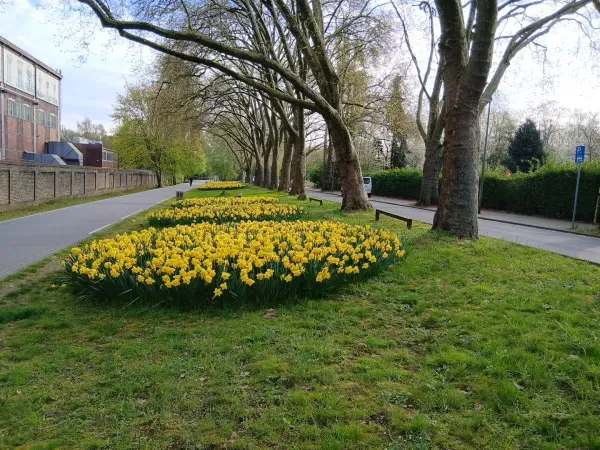 Blumenfläche im Landschaftspark