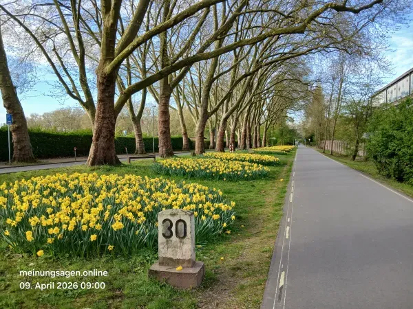 Weg mit gelben Blumen im Landschaftspark