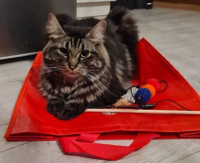 Maine Coon Katzen Einkauftasche versteck.