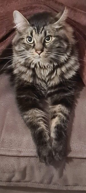 Maine Coon Katze schaut böse