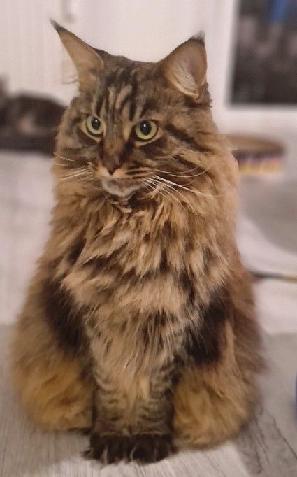 Maine Coon Katze gut drauf