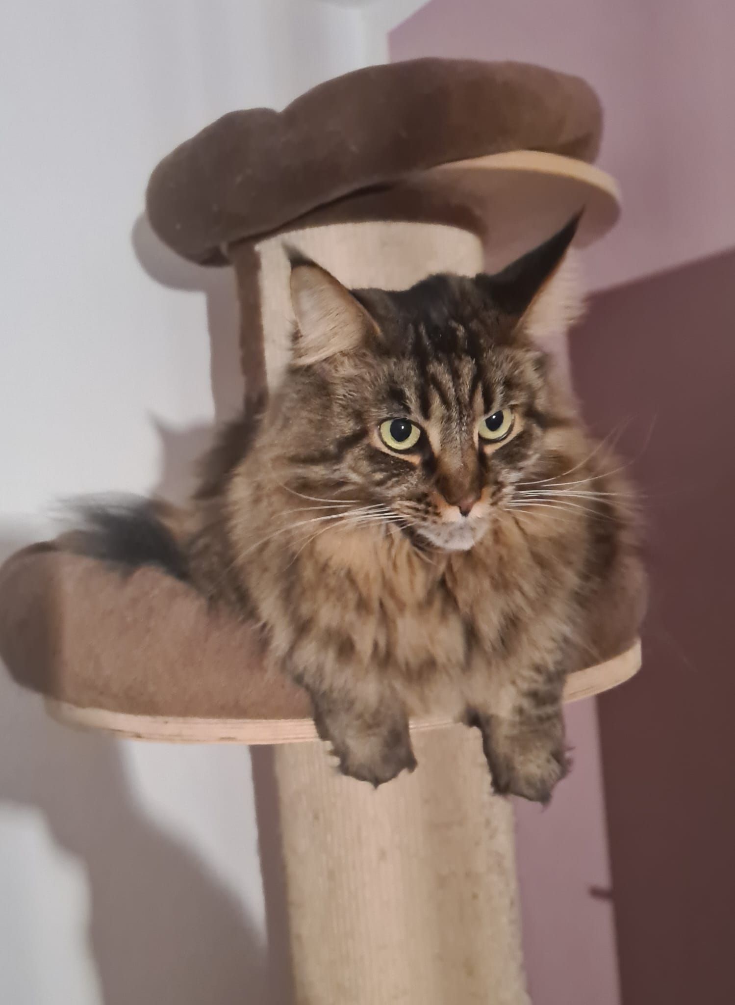 Maine Coon Katze hoch oben