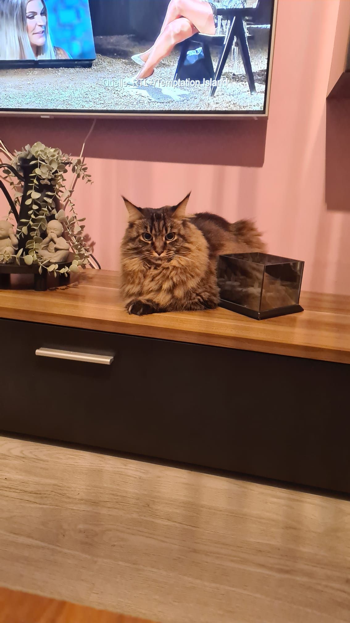 Maine Coon Katze und Licht