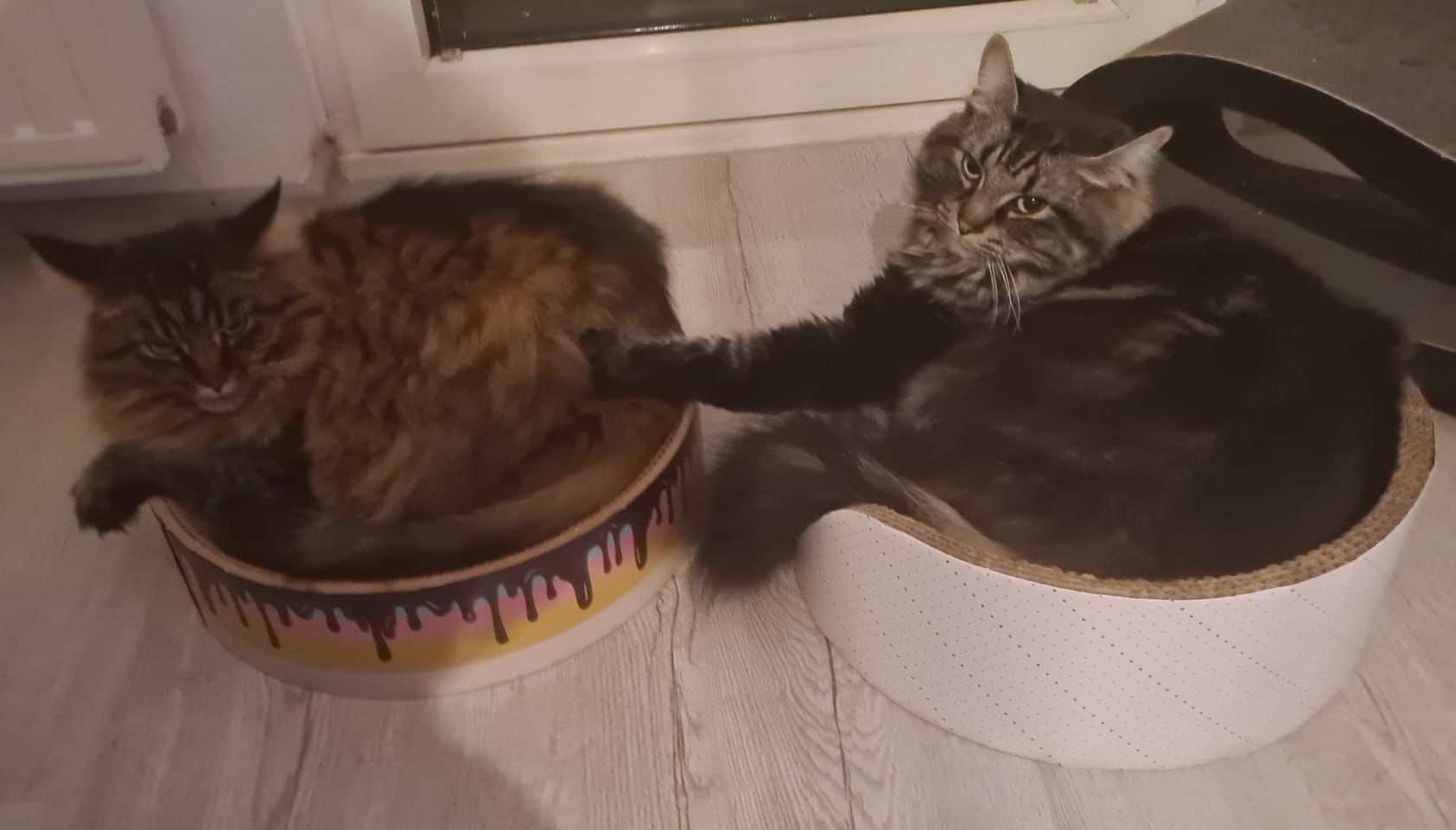 Maine Coon Katze es gibt Futter