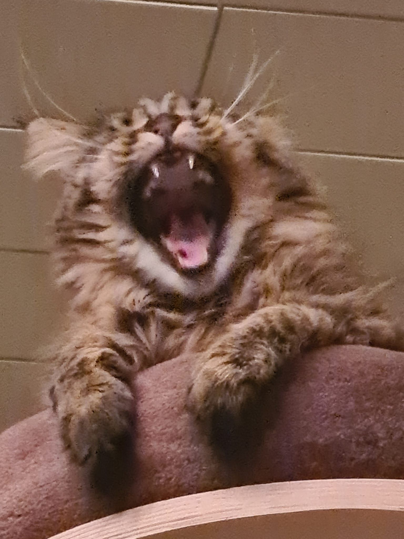 Maine Coon Katze schaut zu von oben.