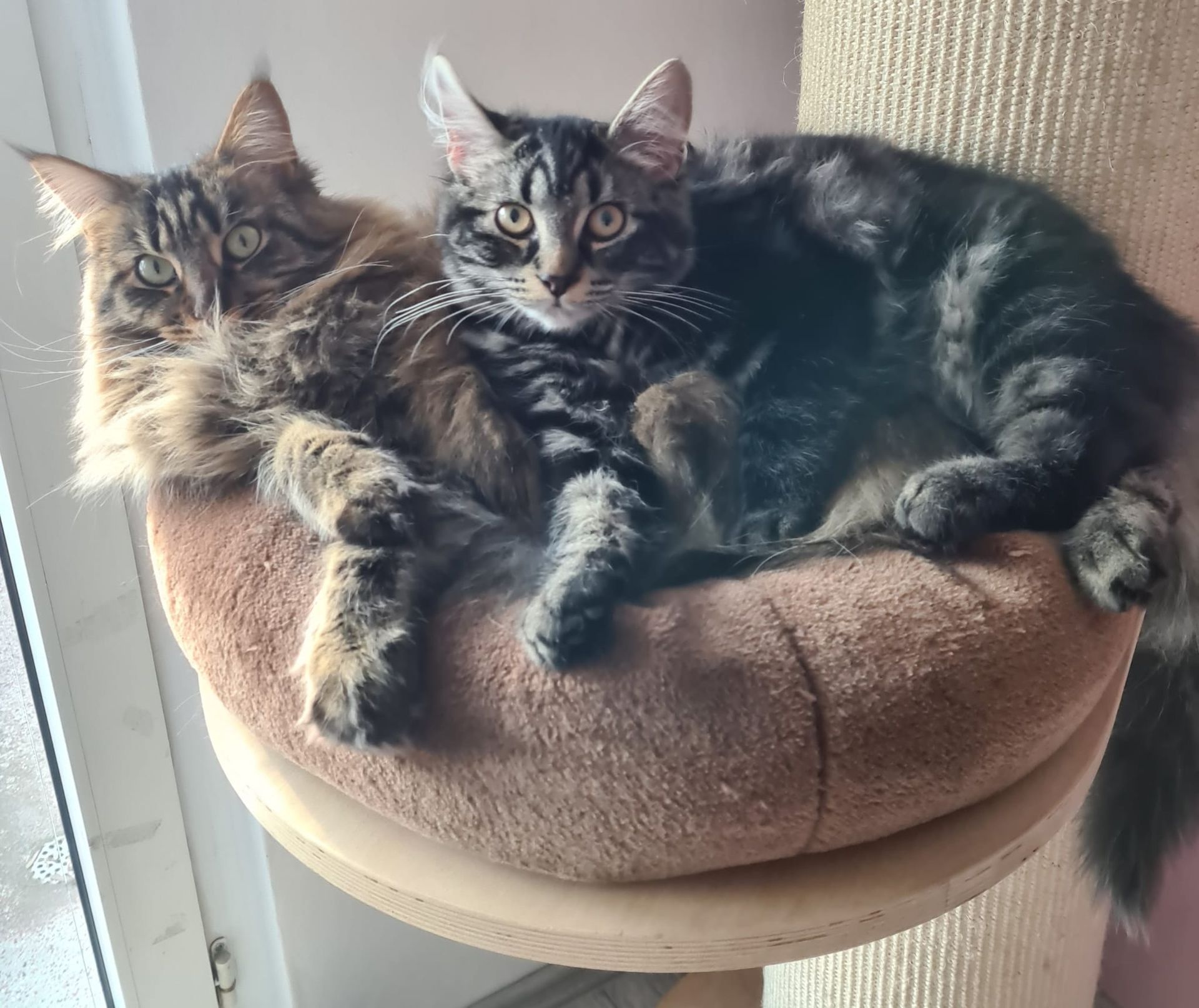 Maine Coon Katze besten freunde