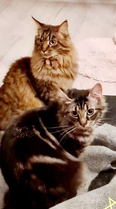 Maine Coon Katzen Böser Blick