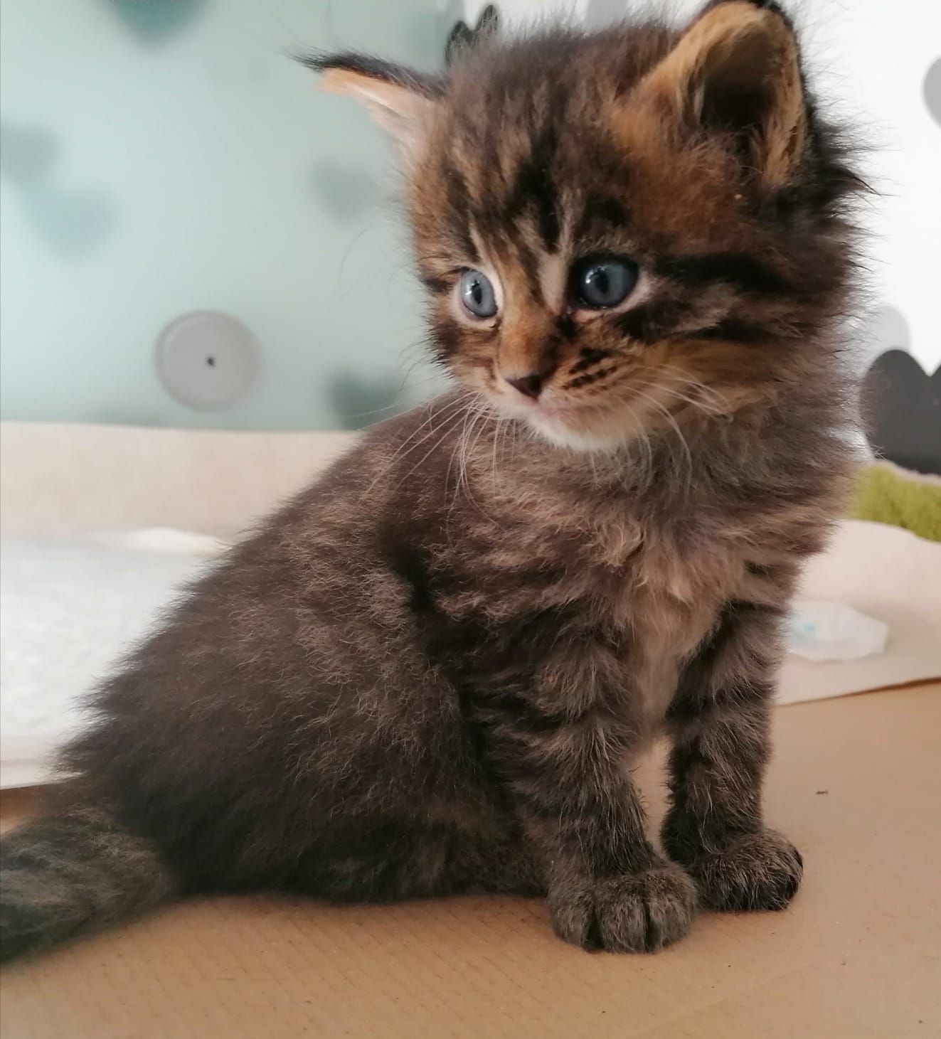 Maine Coon Katze Jung großen Augen.