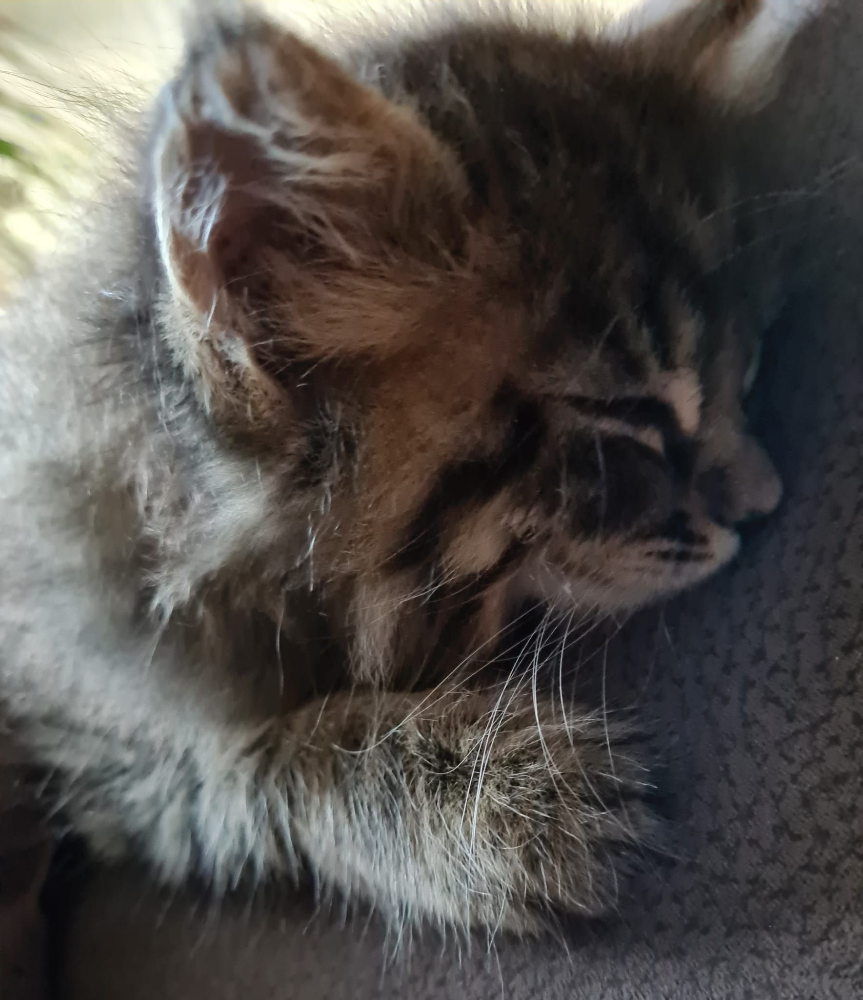 Maine Coon Riesenkatzen langweilig