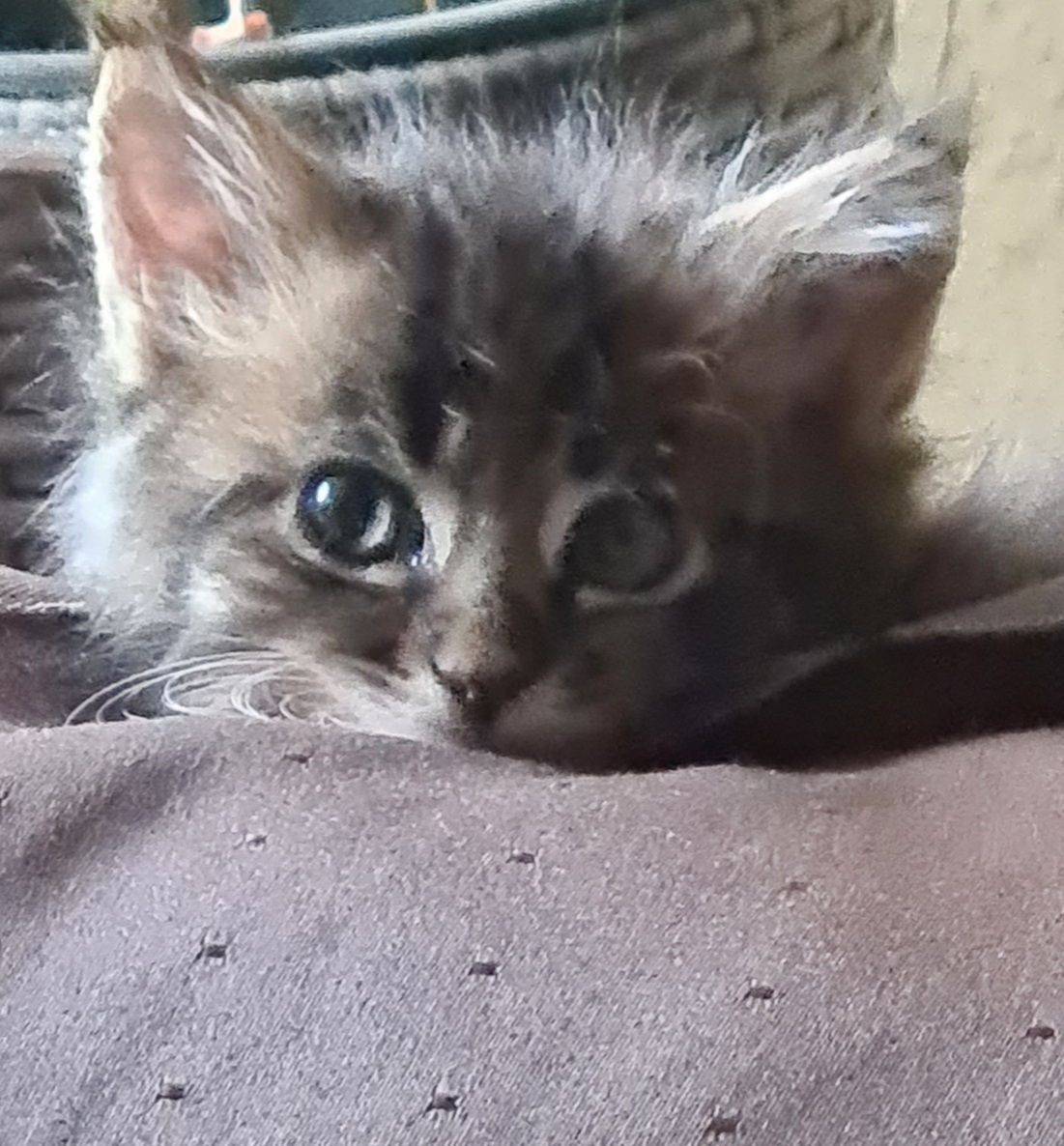 Maine Coon Katze Jung schmunzelt.