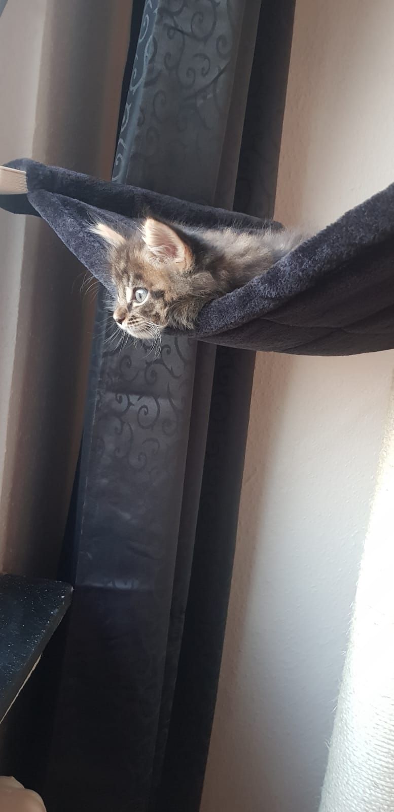 Maine Coon Katze noch Jung schaut neugierig.