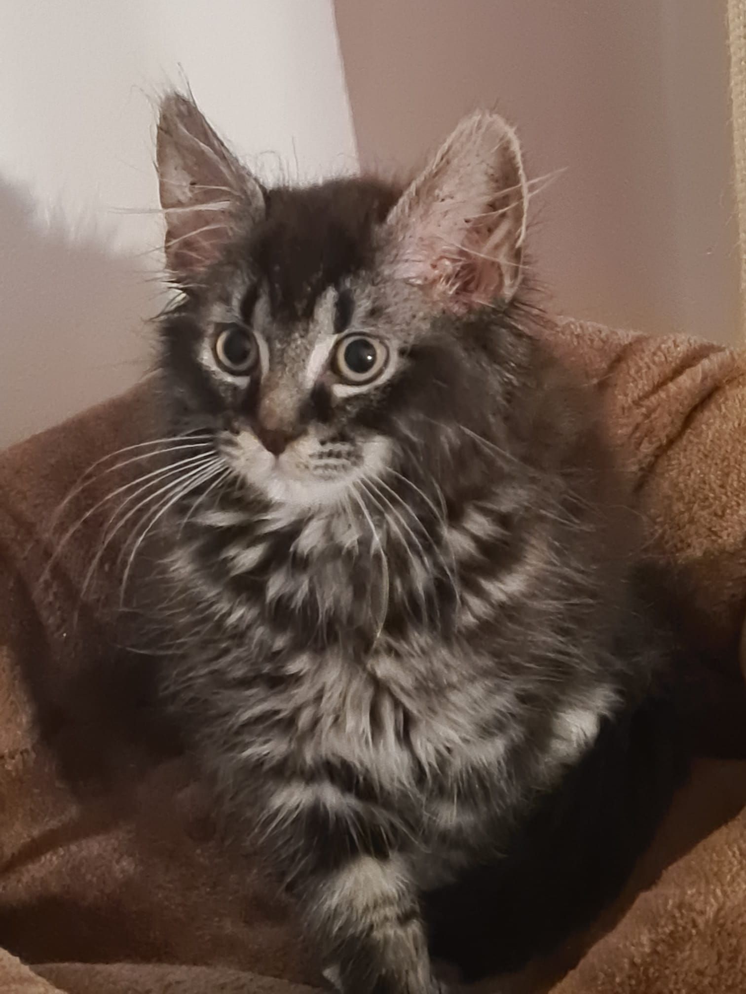 Maine Coon Katze Jung neugiriger blick