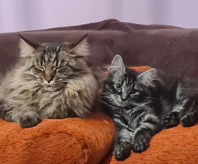 Maine Coon Katzen Motshi und Kimi