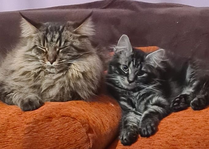 Maine-Coon-Katzen-Jung-Alt