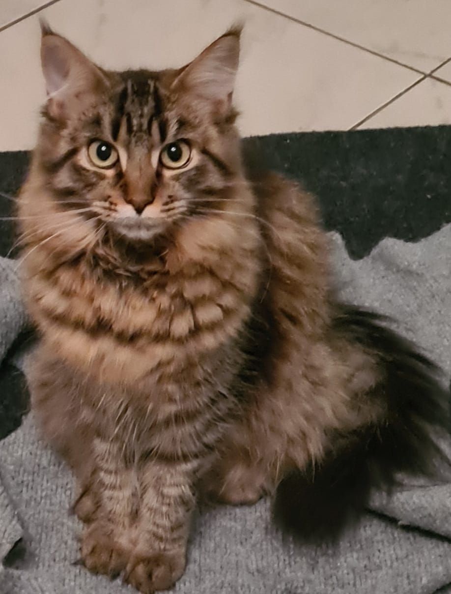 Maine Coon am Betteln