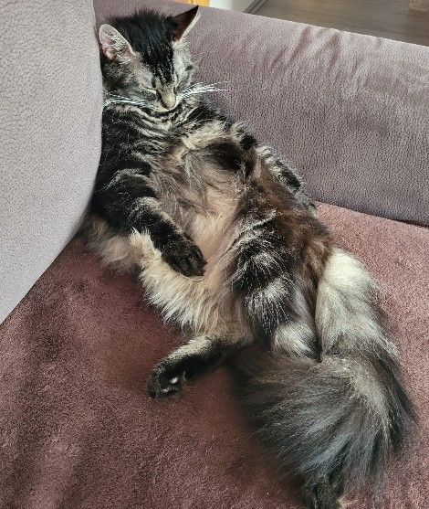 Schlafende Maine-Coon-Katze mit ausgestreckten Beinen auf dem Sofa – weiter zur Maine-Coon-Galerie