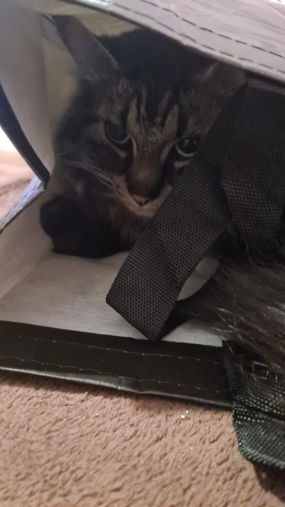 Maine Coon Katze schaut Lichter an.