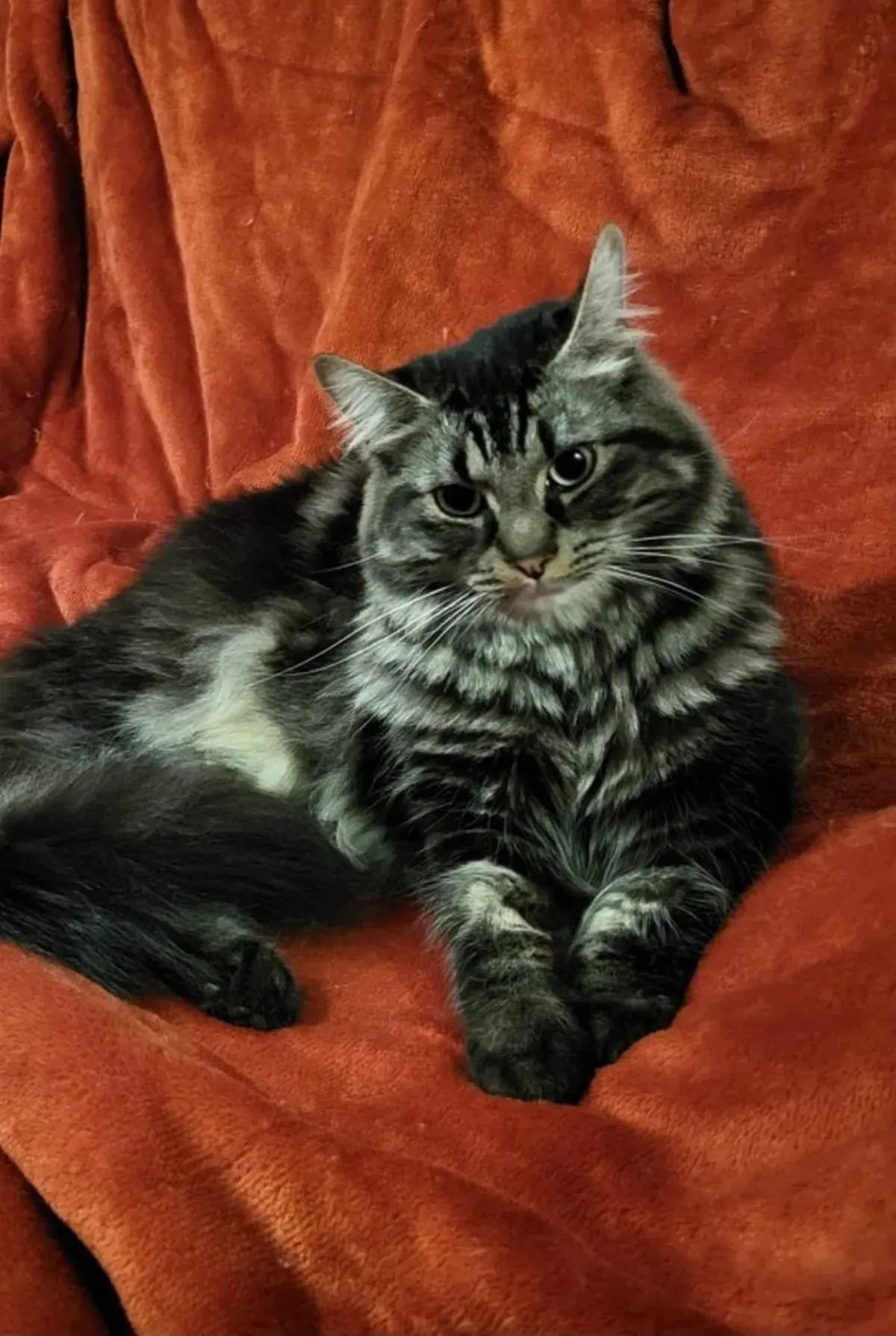 Junges Maine-Coon-Kätzchen liegt auf dem Sofa auf einer roten Decke