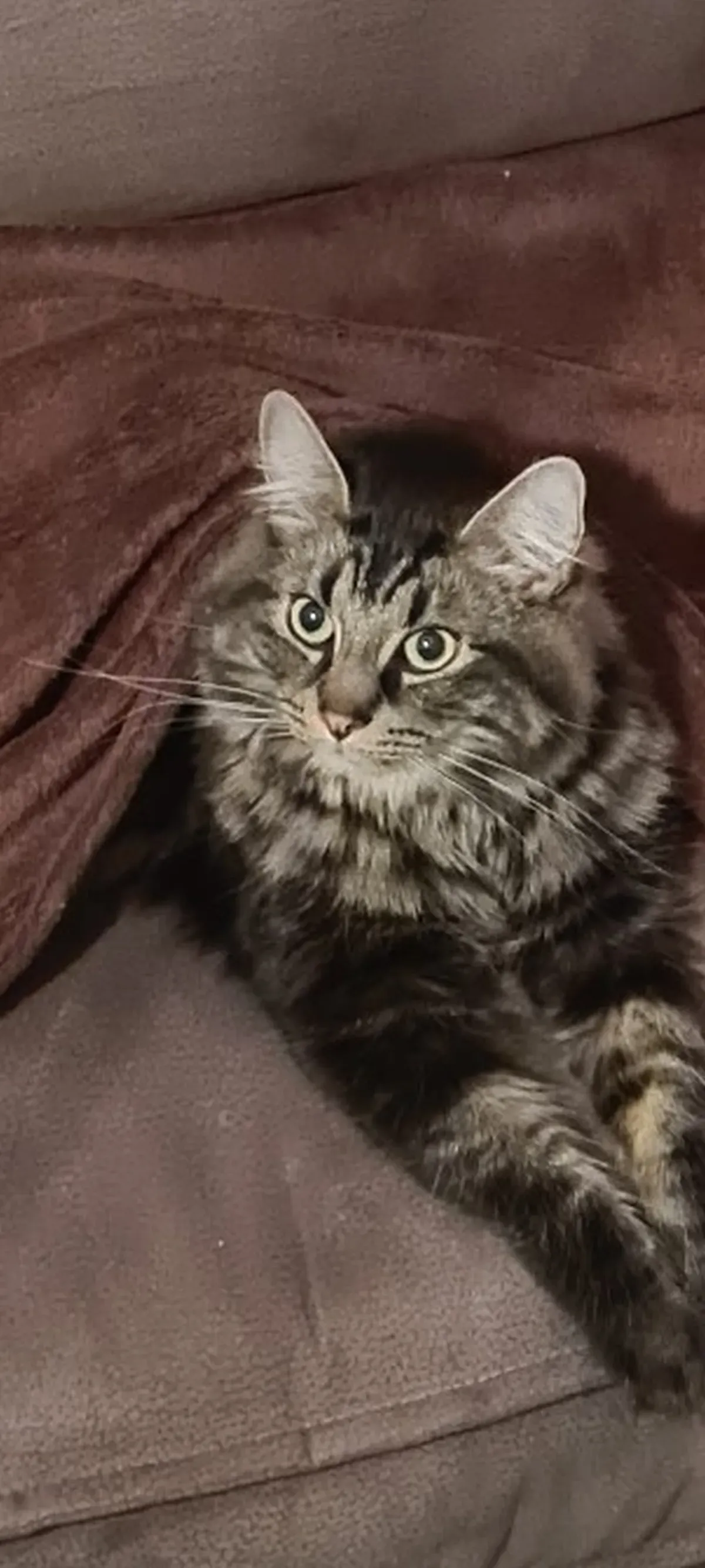 Junges Maine-Coon-Kätzchen liegt unter einer Decke auf dem Sofa