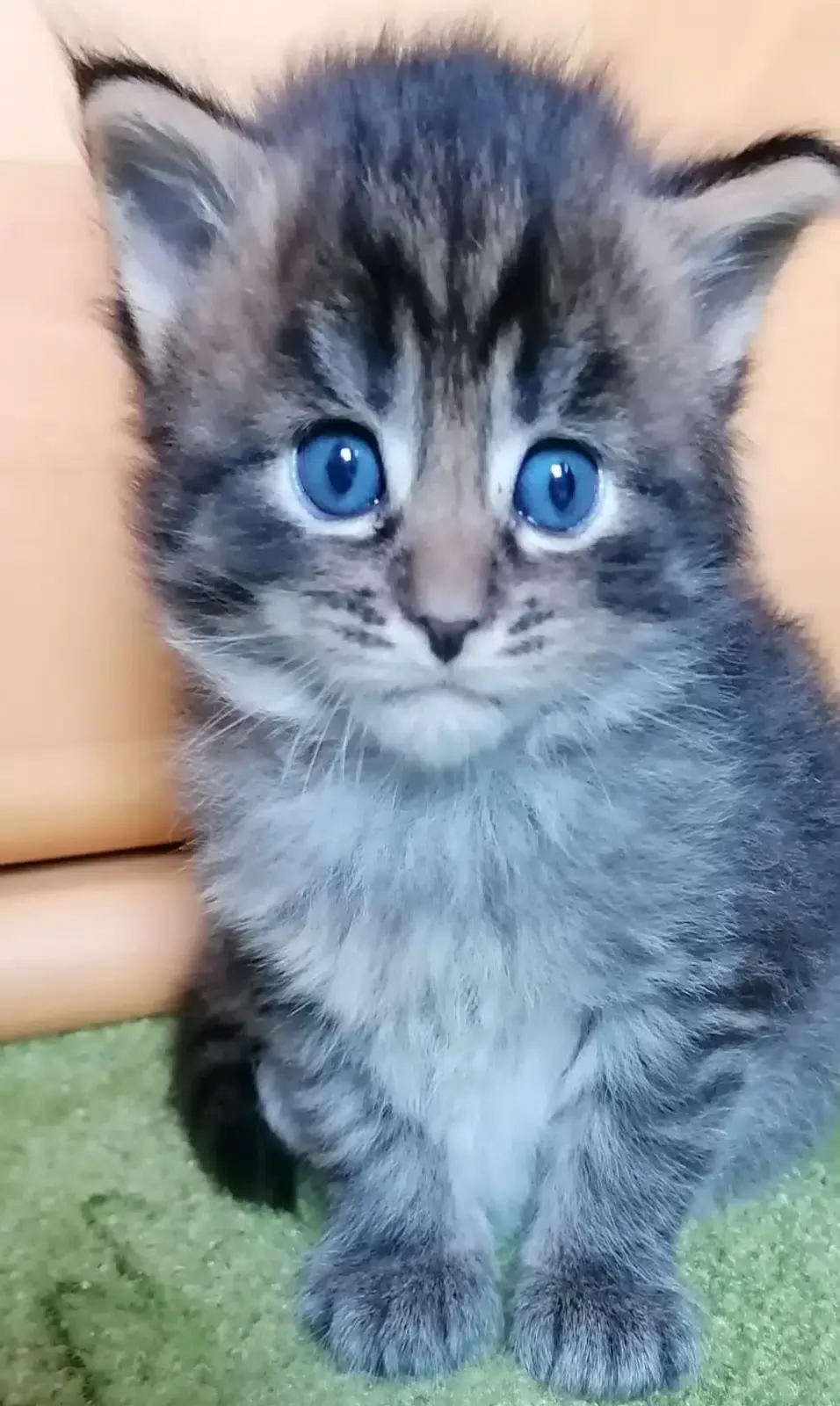 Maine Coon Baby mit blauen Augen schaut traurig
