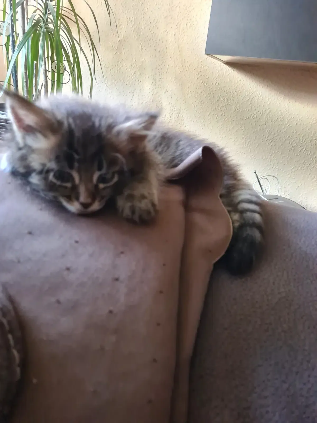 Maine Coon Baby Katze sitzt traurig auf einem Sessel