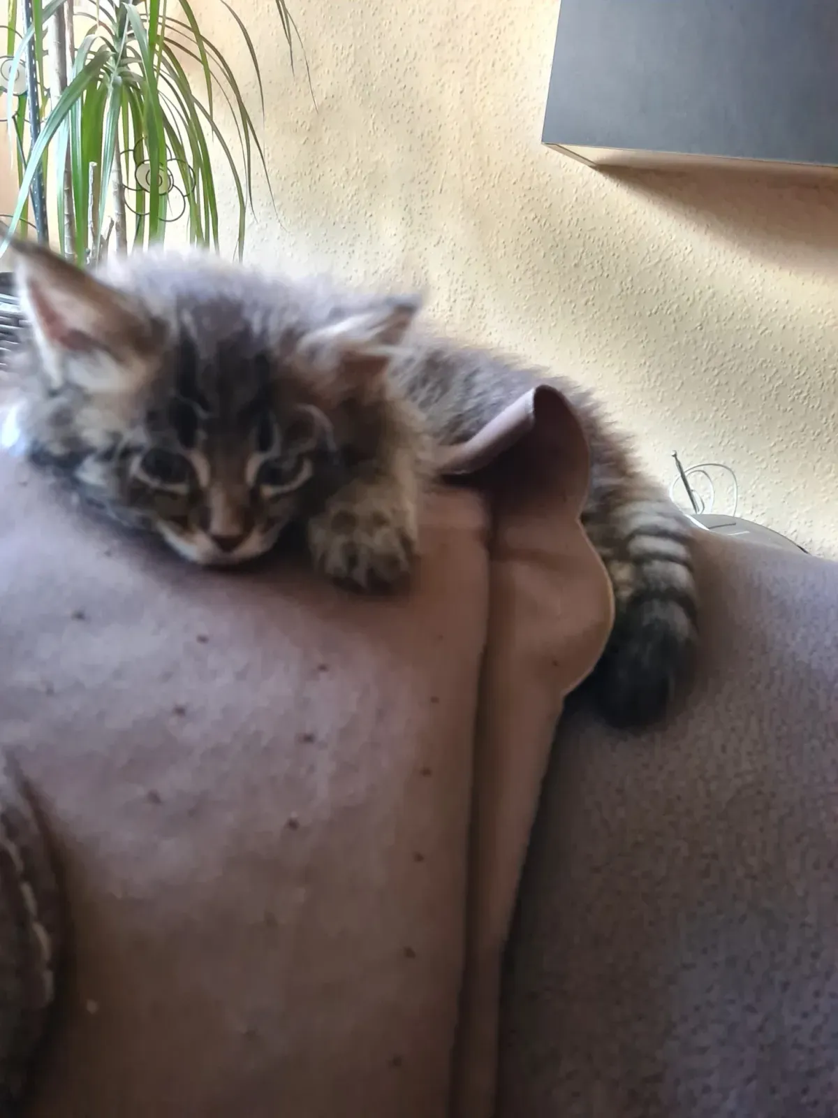 Maine Coon Baby Katze sitzt traurig auf einem Sessel