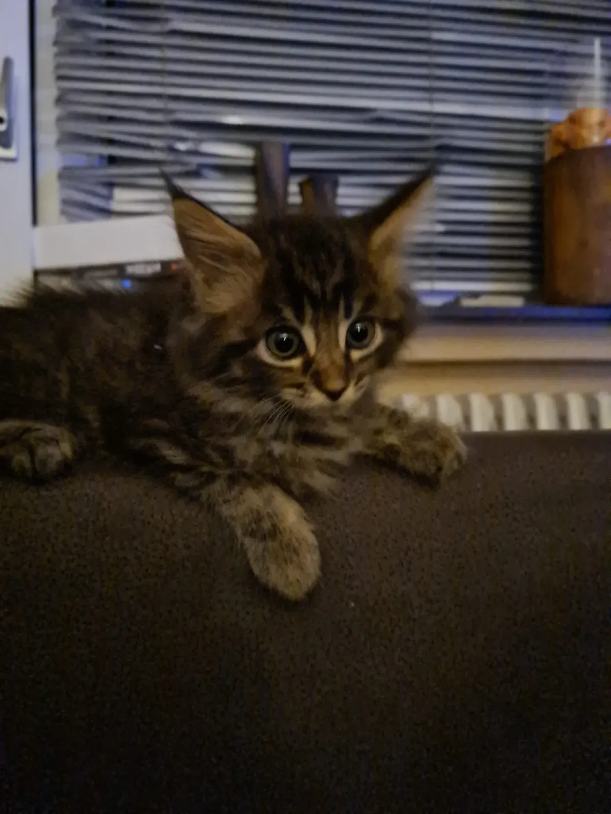 Maine Coon Baby Katze schaut neugierig vom Sofa