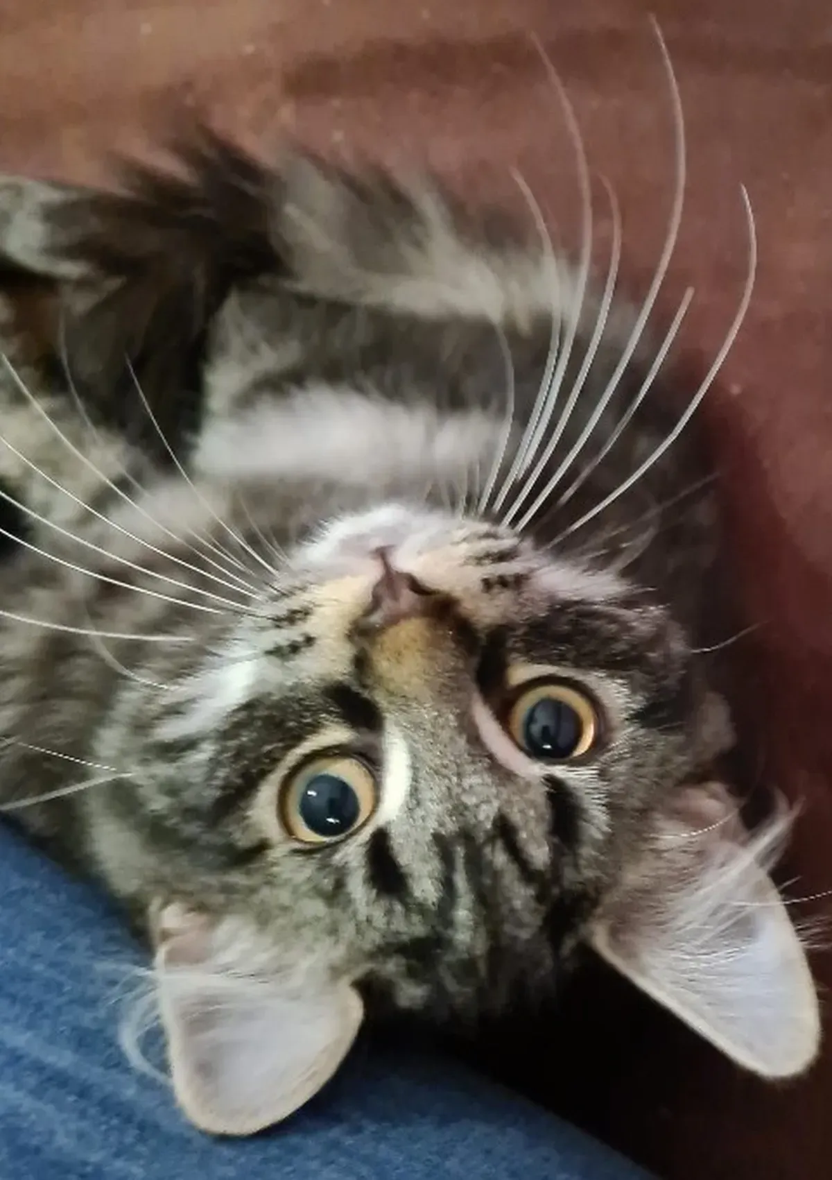 Junges Maine-Coon-Kätzchen liegt auf dem Rücken und schaut mit großen Augen